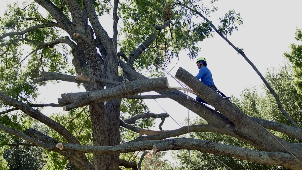 Professional Hazardous Tree Removal performed by certified arborists in Mc Grady