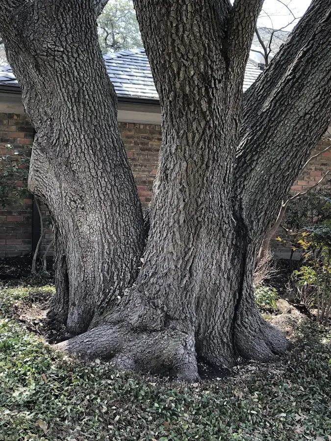 Mature heritage tree close to a Mc Grady property cared for by certified arborists
